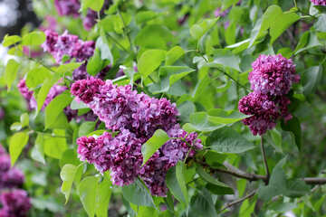 Lilac №37368