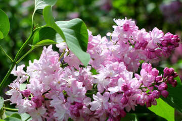 Lilac №37431