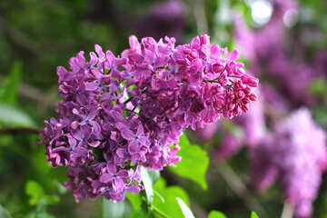 Lilac №37457