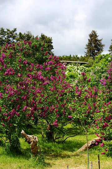 Lilac bloom season №37382