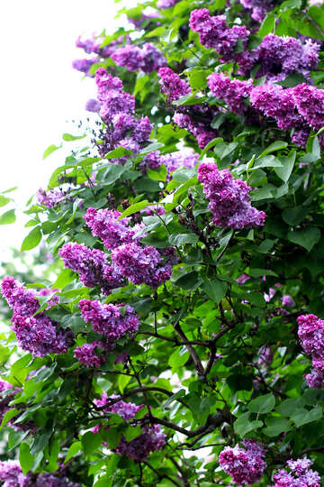 Bright blossoming lilac bushes