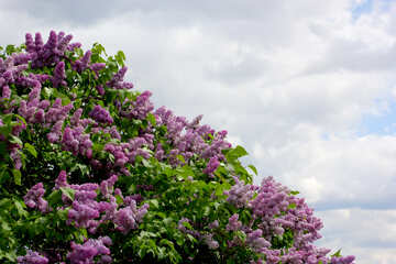 Lilac bushes №37443