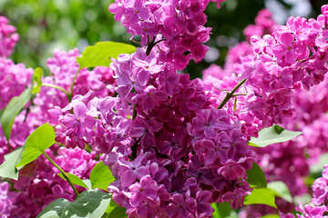 A beautiful picture with lilac №37488