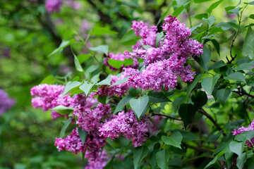Lilac blooms №37475