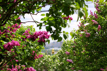 Fiori lilla in città giardino №37491