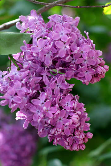 Lilac №37493