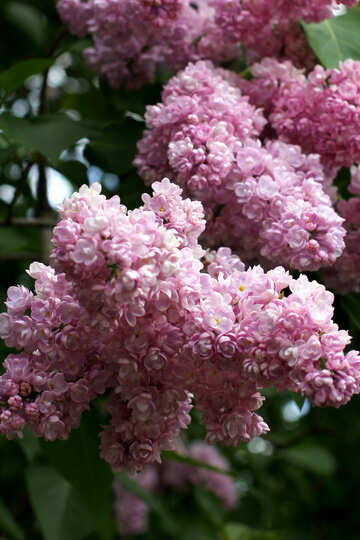 Lilac flowers №37595
