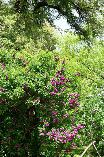 Arbustos de Lila №37497