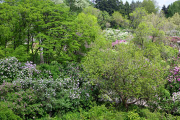 Lilac bushes №37638