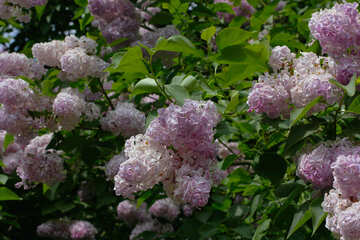 Buissons de lilas clair №37524