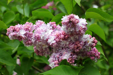 Lilac №37402
