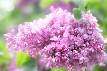 Lilac №37624