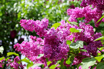 Beautiful lilac №37489