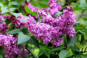Lilac blooms №37476