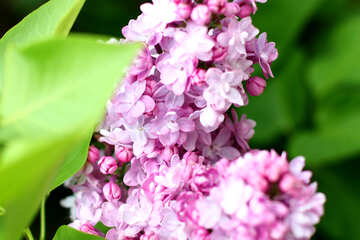 Lilac flowers №37386