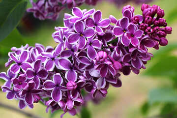 Flores lilás №37407
