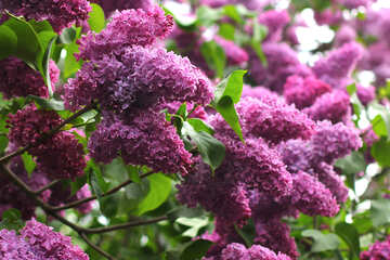Lilac flowers №37465