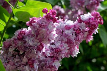 Flores lilas №37479