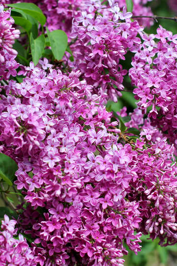 Lilac background №37532