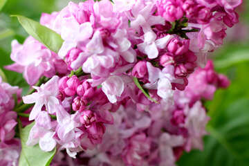 Flowers lilac bushes