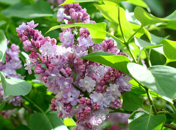 The fragrance of lilacs №37499