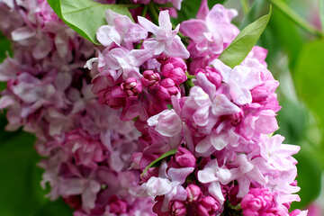 Grandes flores de arbustos lilás №37483