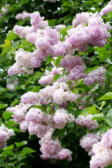 Lilas rose №37507