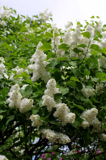 Blanco flores Lila №37572