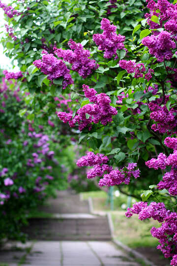 Lilac garden №37485