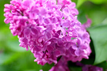 Beautiful lilac №37615