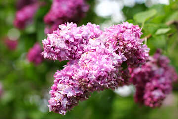 Lilac flower №37587