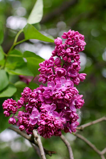 Spring flowering Bush №37580