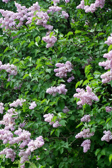 Lilac №37419
