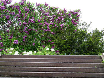 Lilac above the stairs №37296
