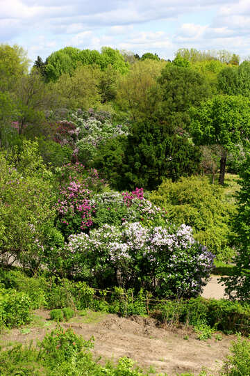 Buissons de lilas №37639
