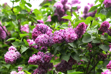 Lilacs on Bush №37466