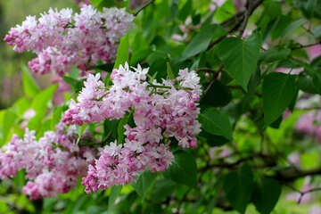 Lilac tree №37434