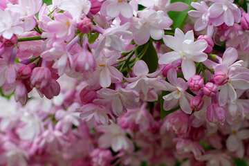 Lilac large №37436