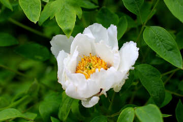 A beautiful white flower №37550