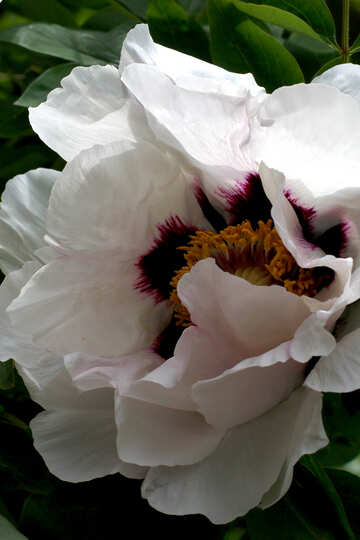 Closeup de flor №37528