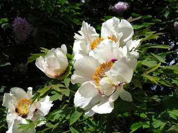 Flowering shrubs №37324