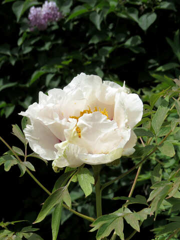 Fleur blanche №37326