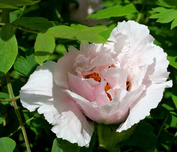 Weiße Blume №37512