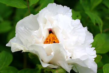 Weiße Blume №37549