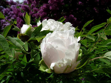 Flor blanca esponjosa №37331