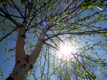 バーチの木の枝の太陽 №37186