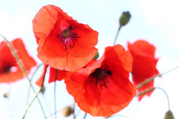 Red poppies on white background №37058