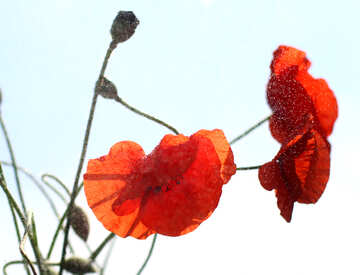 Papavero fiore rosso senza sfondo №37070