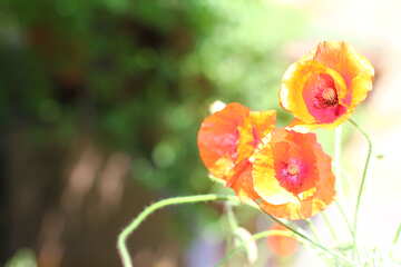 Bright poppy flowers №37105