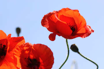 Red poppy flower №37117
